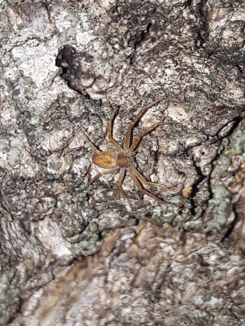 Philodromus