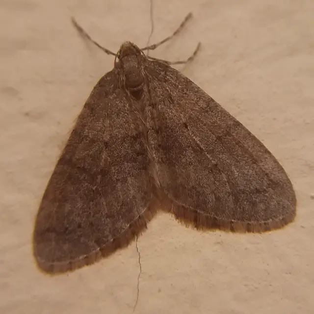 Operophtera brumata - kis téliaraszoló