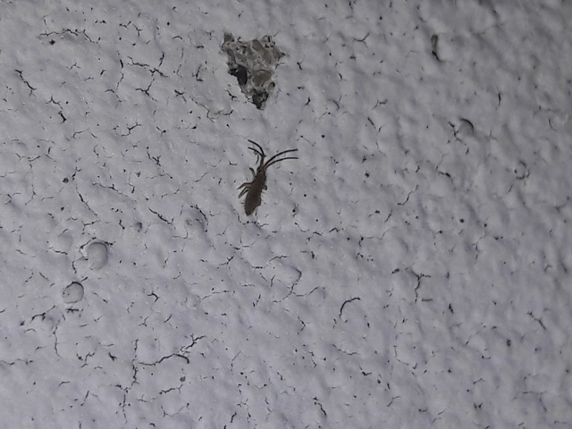 Collembola - Ugróvillások