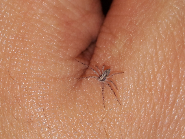 Philodromus