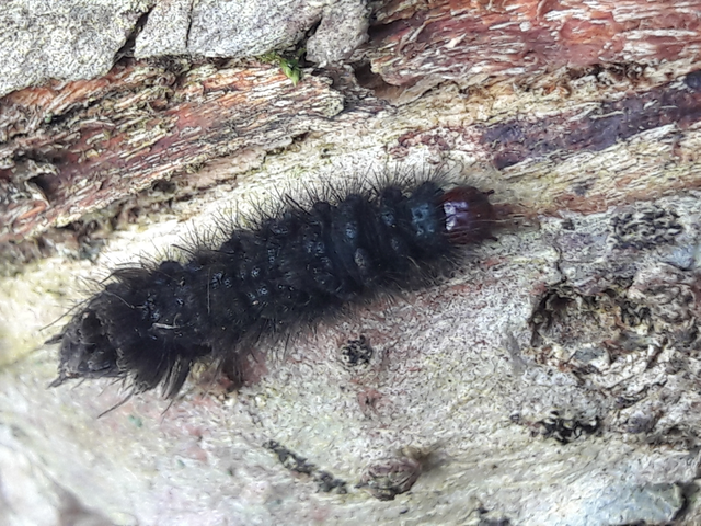 Amata phegea - fehérpettyes álcsüngőlepke