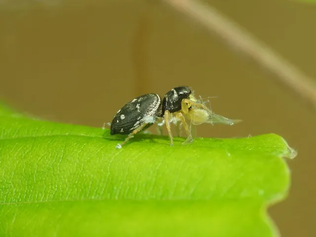 Heliophanus