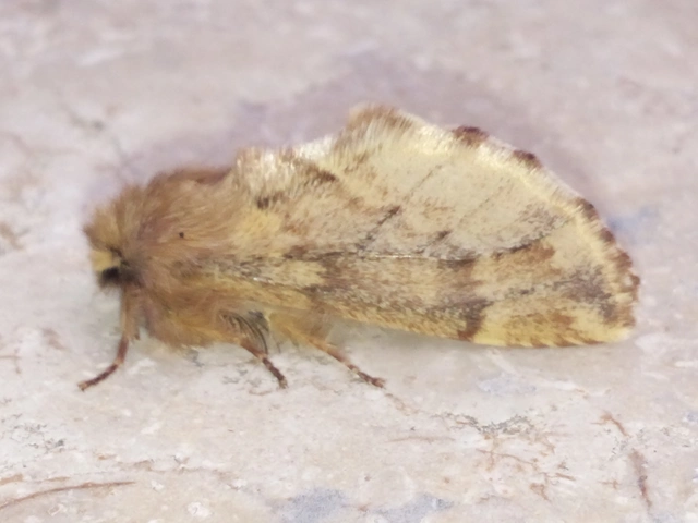 Ptilophora plumigera - tollas púposszövő
