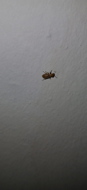 Sitona hispidulus - szőrös csipkézőbogár