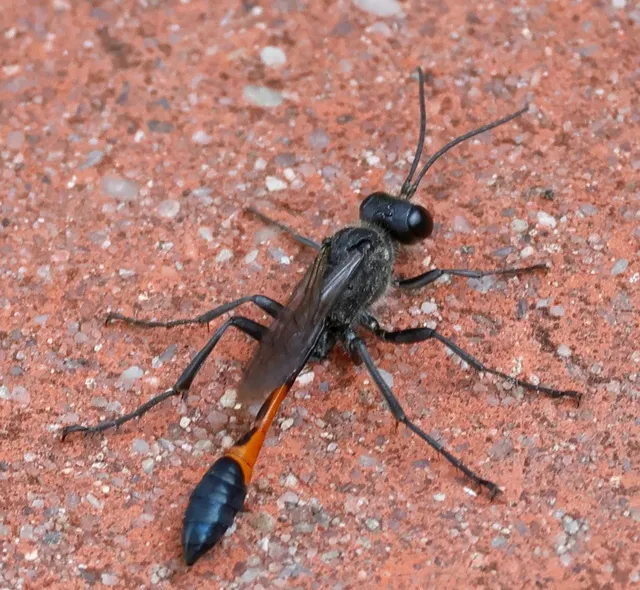 Ammophila sabulosa - homoki hernyóölődarázs
