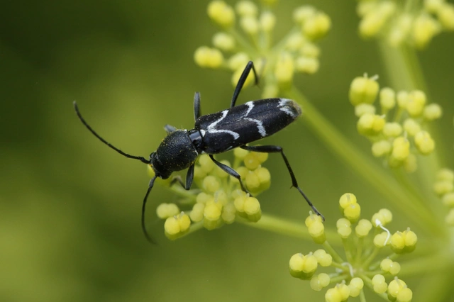 Chlorophorus sartor - feketevállú darázscincér