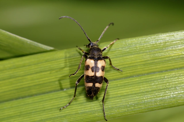 Pachytodes erraticus - rajzos virágcincér