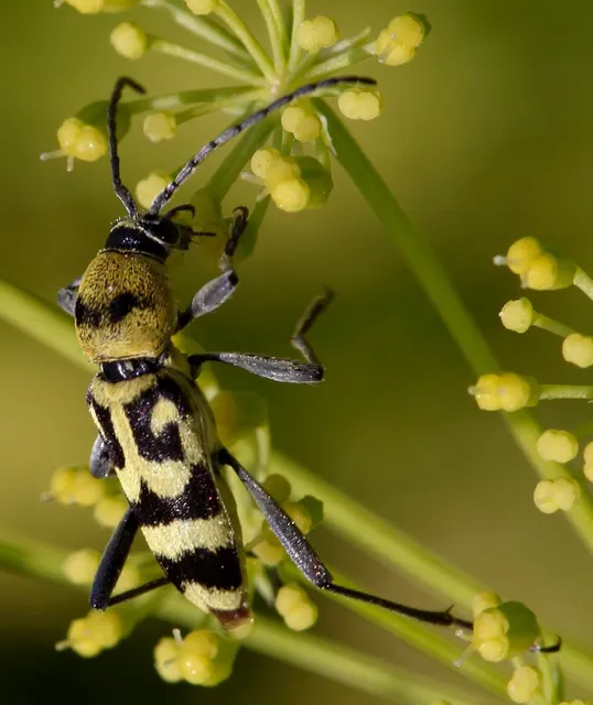Chlorophorus varius - díszes darázscincér