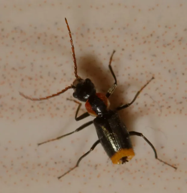 Axinotarsus pulicarius - barnafüggős bibircsesbogár