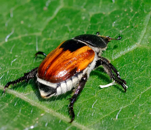 Anisoplia austriaca - osztrák szipoly