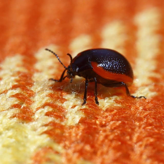 Chrysolina rossia - trapézhátú szegélyeslevelész