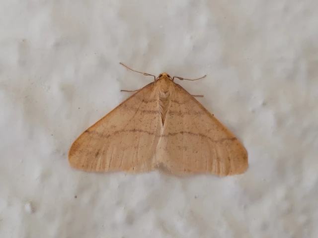 Agriopis aurantiaria - aranysárga téliaraszoló