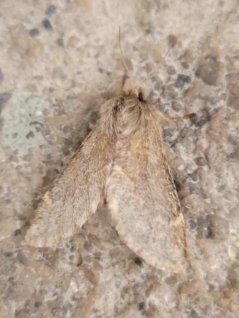 Ptilophora plumigera - tollas púposszövő