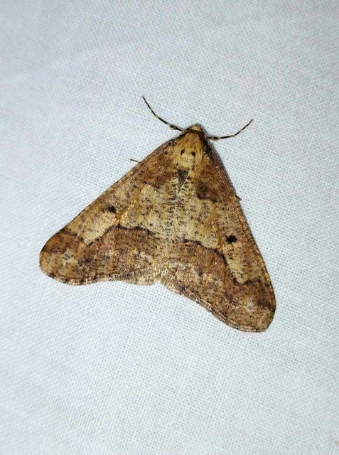 Erannis defoliaria - nagy téliaraszoló