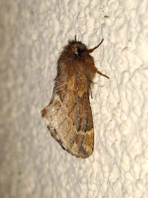 Ptilophora plumigera - tollas púposszövő