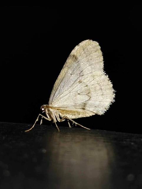 Operophtera brumata - kis téliaraszoló