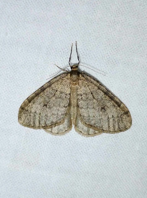 Operophtera brumata - kis téliaraszoló