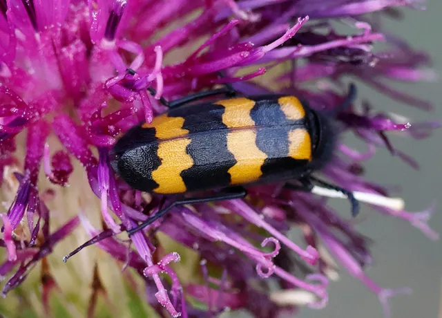 Mylabris variabilis - szalagos hólyaghúzó Mylabris variabilis - szalagos hólyaghúzó