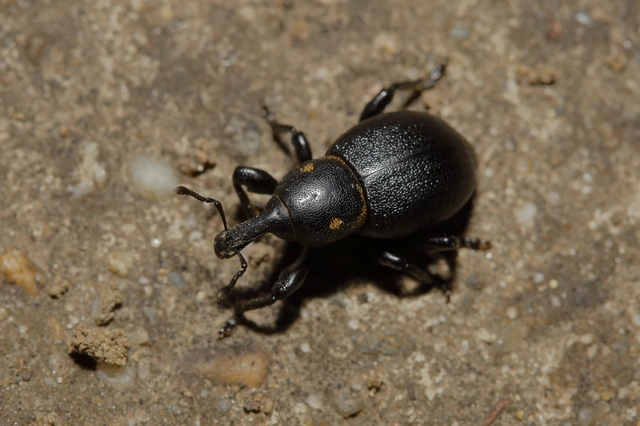 Liparus coronatus - kis turbolyaormányos
