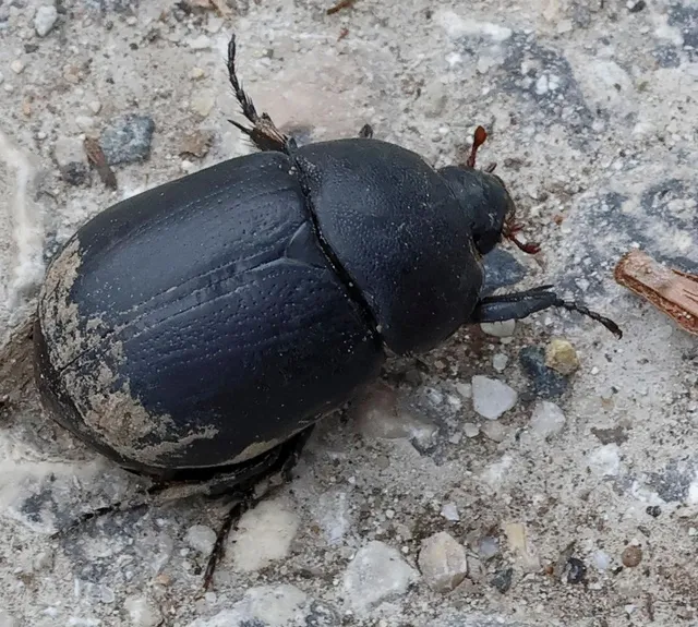 Pentodon idiota - butabogár