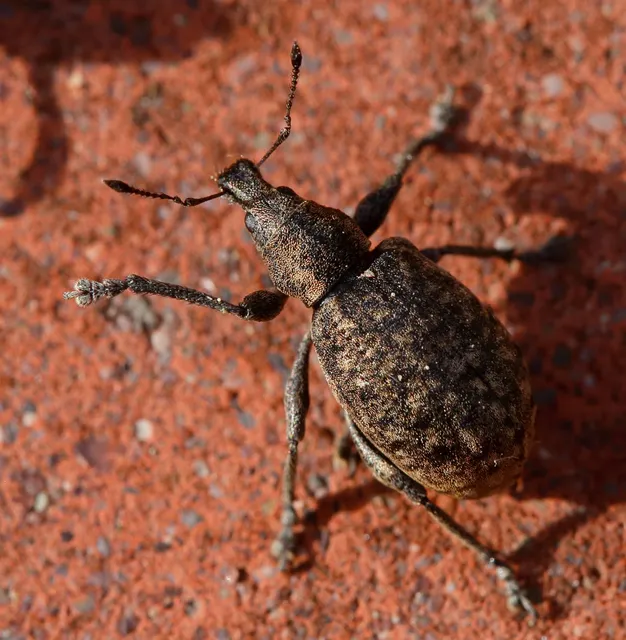 Liophloeus tessulatus - kockás barabolyormányos