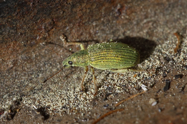 Polydrusus formosus - selymes lombormányos