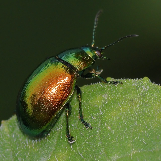 Chrysolina herbacea - zöld mentalevelész