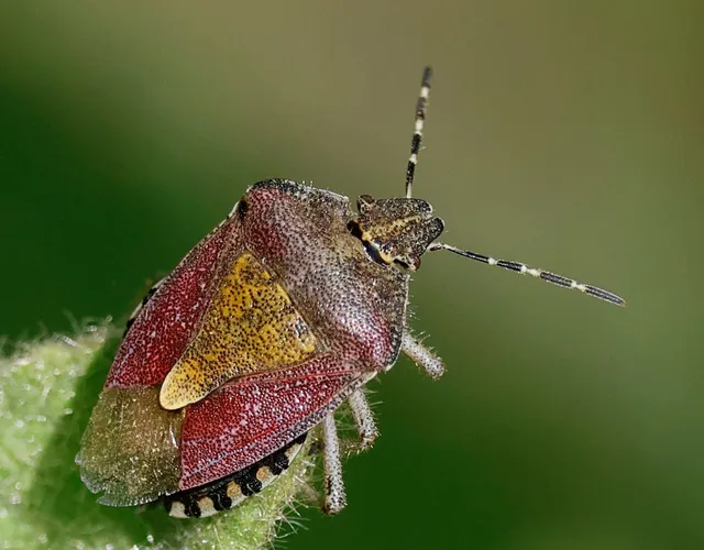 Dolycoris baccarum - közönséges bogyómászó-poloska Dolycoris baccarum - közönséges bogyómászó-poloska
