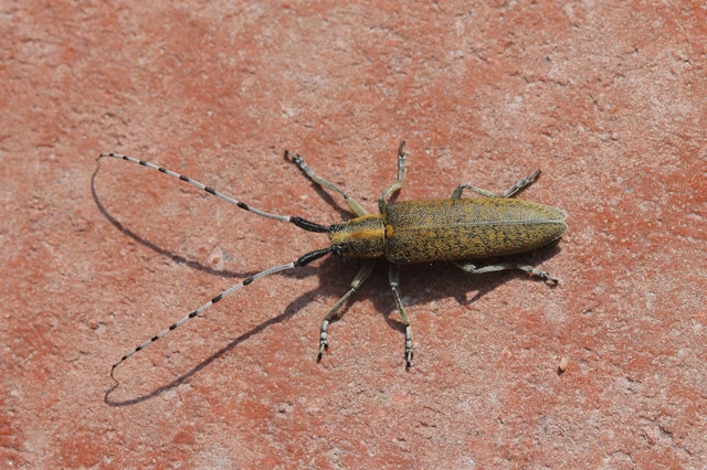 Agapanthia villosoviridescens - fehérgyűrűs bogáncscincér