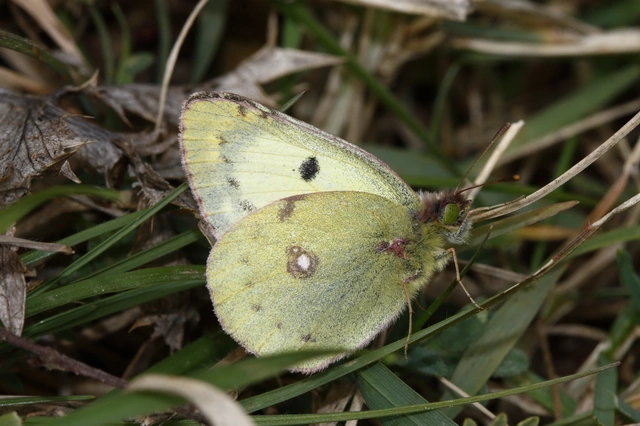 Colias hyale - kéneslepke
