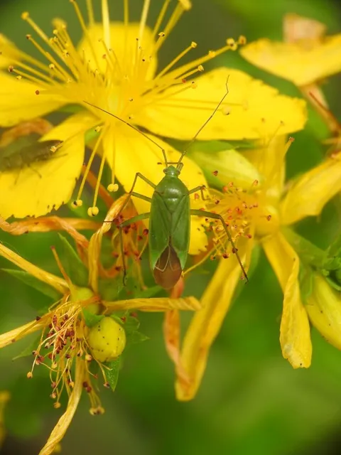 Calocoris affinis Calocoris affinis
