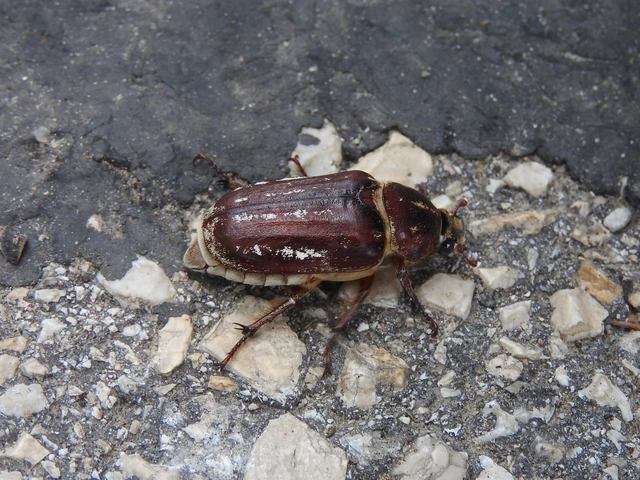 Anoxia orientalis - keleti cserebogár