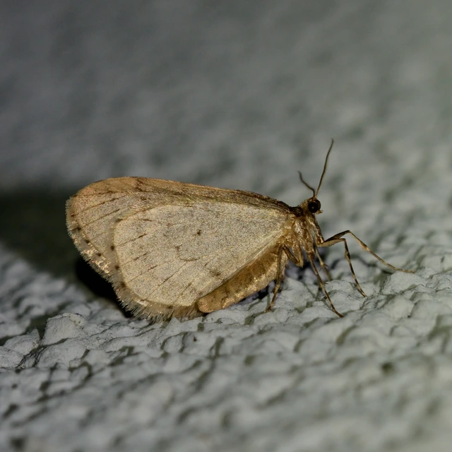 Operophtera brumata - kis téliaraszoló