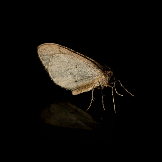 Operophtera brumata - kis téliaraszoló