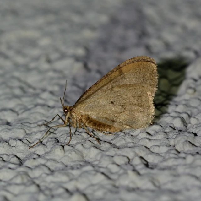 Operophtera brumata - kis téliaraszoló