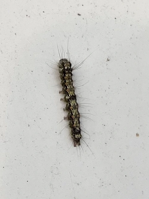 Lithosia quadra - négypettyes zuzmószövő