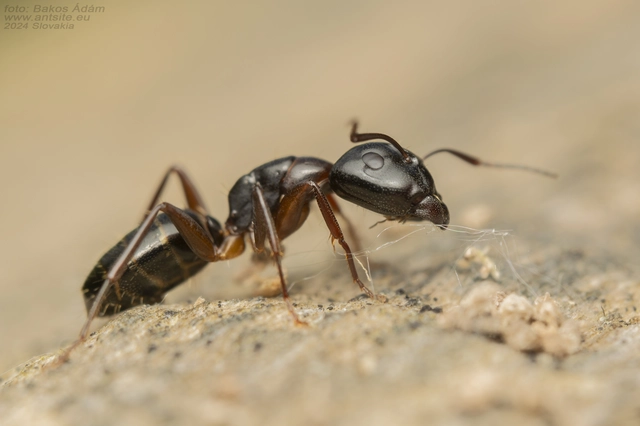 Camponotus fallax - ligeti lóhangya