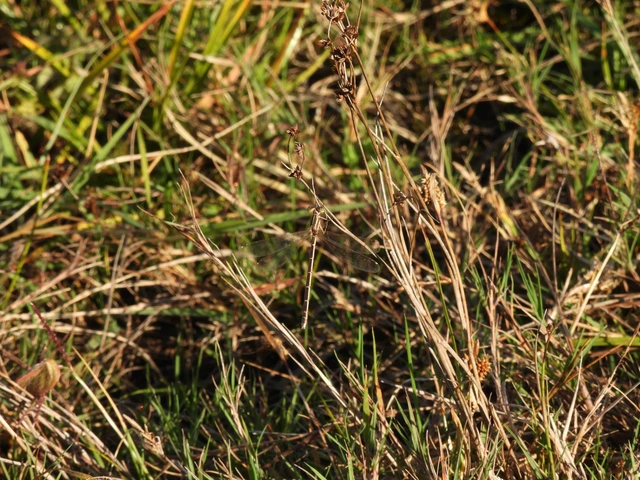 Lestes barbarus - foltosszárnyjegyű rablószitakötő