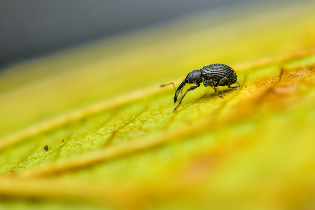 Anthonomus rubi - szamóca-bimbólikasztó Anthonomus rubi - szamóca-bimbólikasztó
