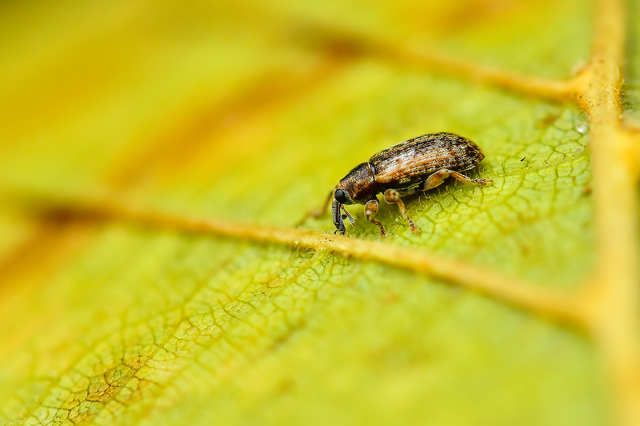 Dorytomus ictor - szegélyes hangormányos