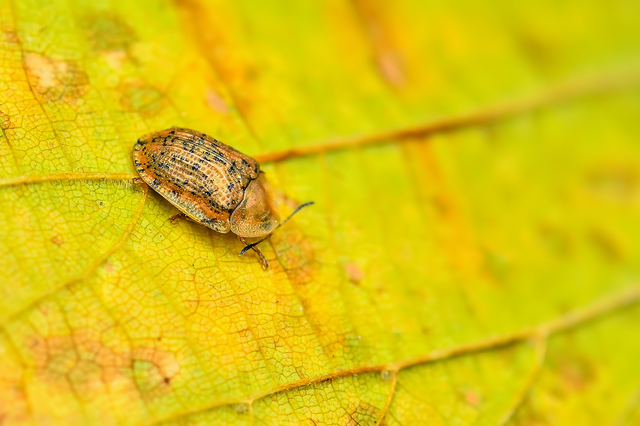 Cassida nebulosa - laboda-pajzsbogár Cassida nebulosa - laboda-pajzsbogár