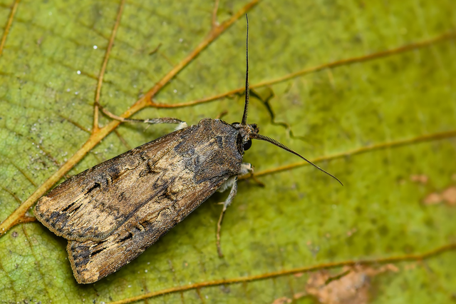 Agrotis ipsilon - nagy földibagoly