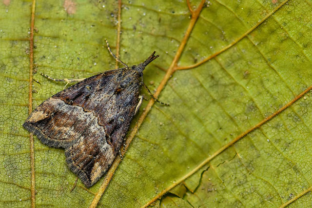 Hypena rostralis - közönséges karcsúbagoly