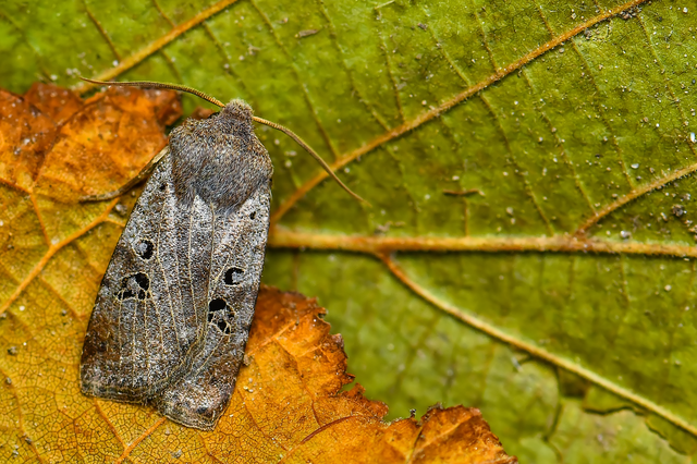 Conistra rubiginosa - szürke télibagoly