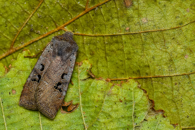 Conistra rubiginosa - szürke télibagoly