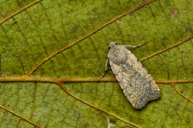 Paradrina clavipalpis - közönséges selymesbagoly