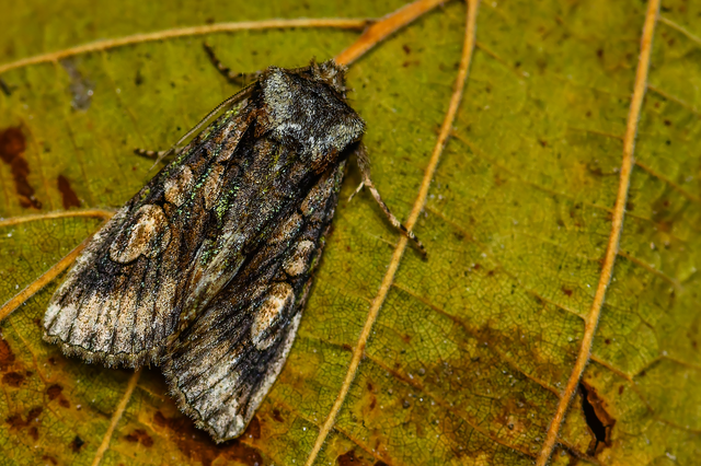 Allophyes oxyacanthae - galagonyabagoly
