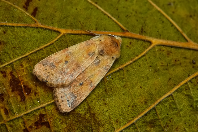 Cirrhia gilvago/ocellaris