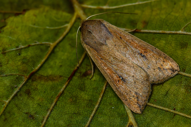 Mythimna unipuncta - hordabagoly