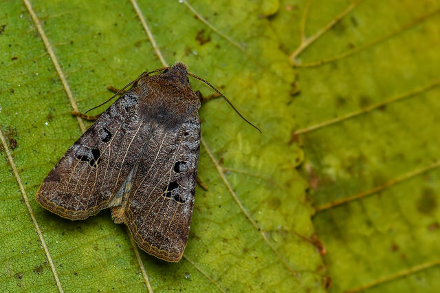Conistra rubiginosa - szürke télibagoly